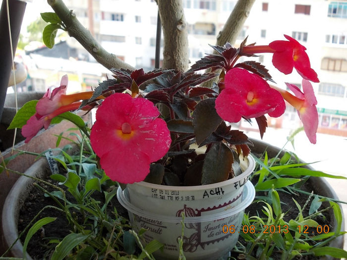 flamenco - achimenes
