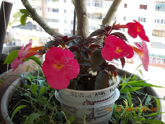 6 august 2013-flori 108