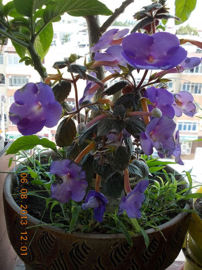 trebuia sa fie peach blossom... - achimenes