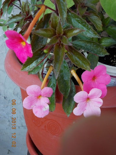 6 august 2013-flori 119