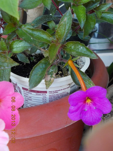 vivid - achimenes