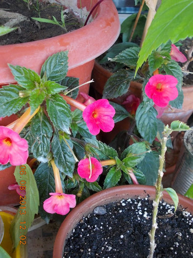 6 august 2013-flori 123 - achimenes