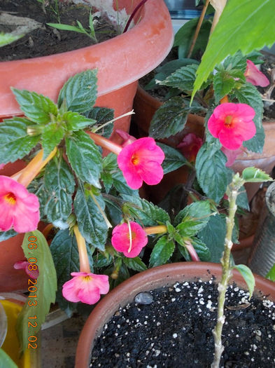 orange delight - achimenes