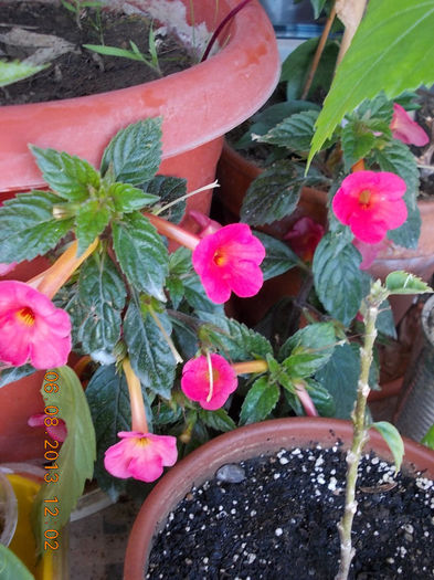 6 august 2013-flori 125 - achimenes