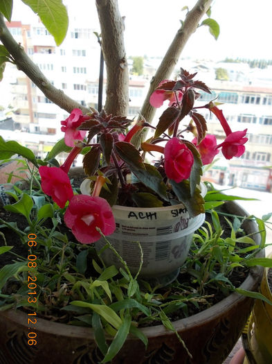 6 august 2013-flori 152 - achimenes