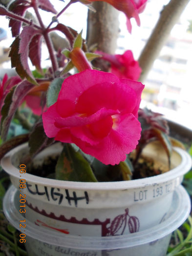 6 august 2013-flori 153