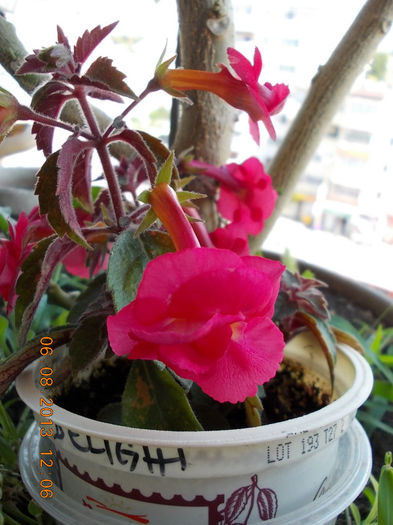 stan's delight - achimenes