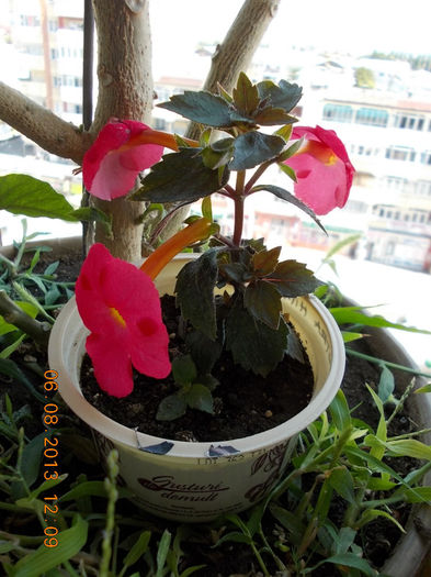 6 august 2013-flori 163 - achimenes