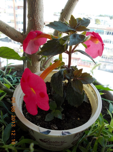 6 august 2013-flori 164