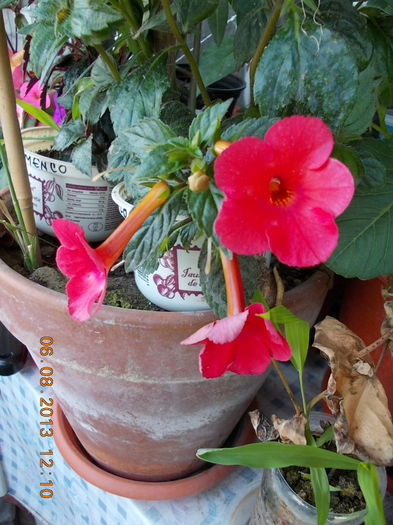 orange delight - achimenes