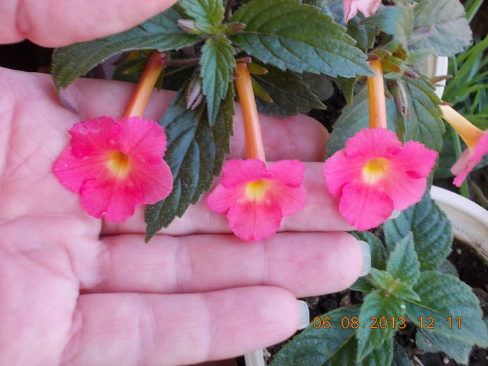 6 august 2013-flori 174 - achimenes