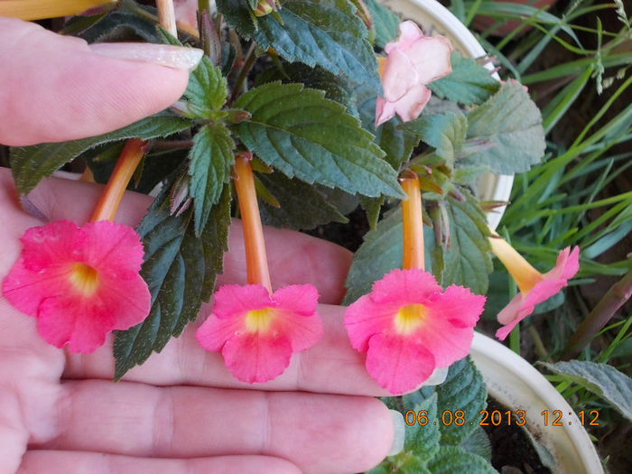 6 august 2013-flori 176