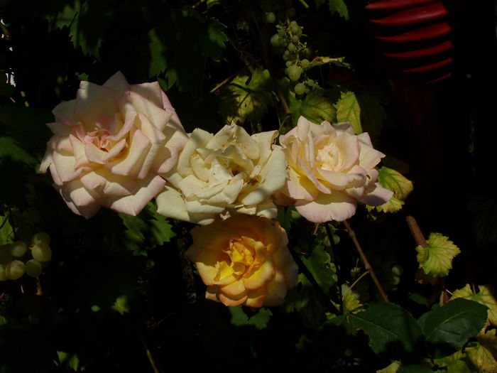 P1010042 - VARA 2013
