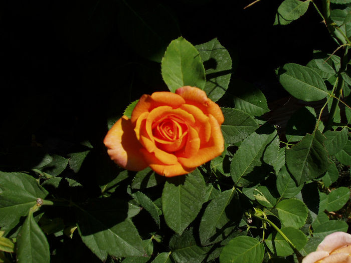 P1010041 - VARA 2013
