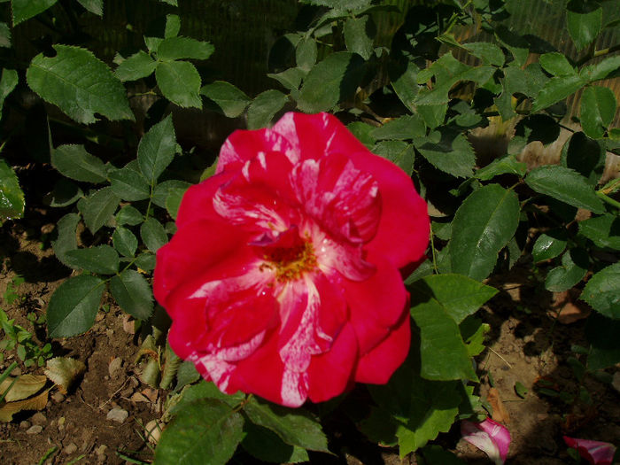 P1010058 - VARA 2013