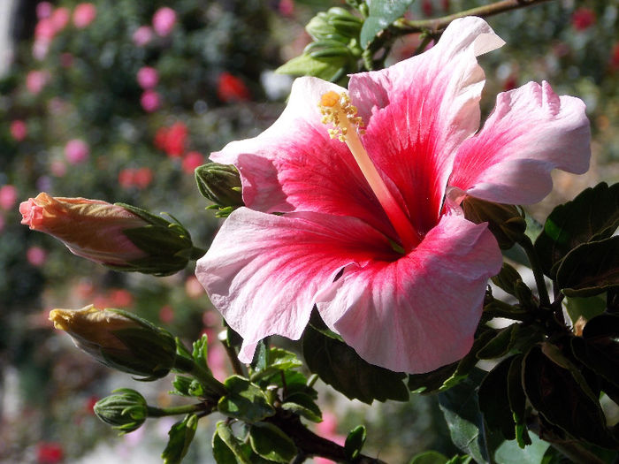 DSCN4604 - HIBISCUS 2013