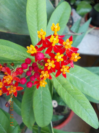 6 august 2013-flori 192 - asclepias curassavica