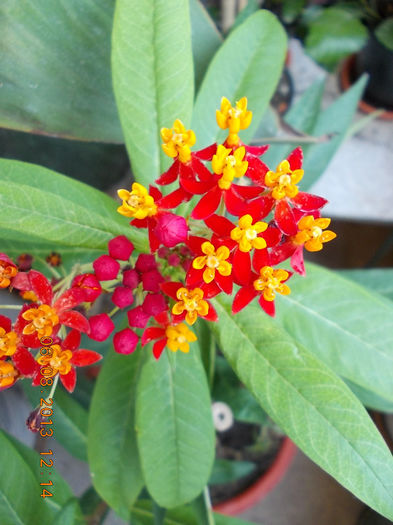 6 august 2013-flori 193 - asclepias curassavica