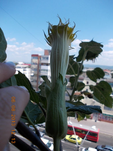 6 august 2013-flori 183
