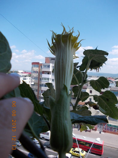 datura galbena balerina tutu