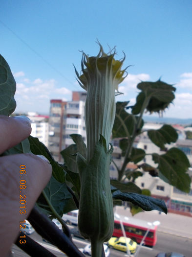 6 august 2013-flori 185 - brugmansia si datura