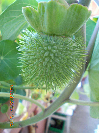 seminte datura alba-simpla