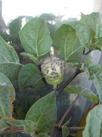 seminte datura mov-balerina tutu