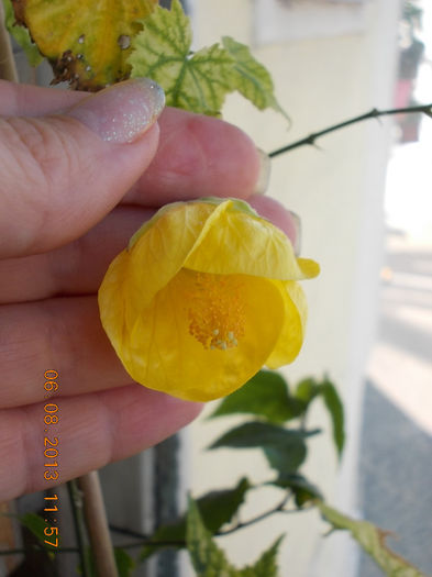 6 august 2013-flori 086 - abutilon
