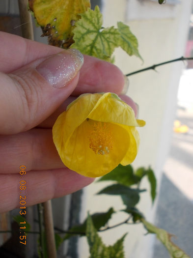 6 august 2013-flori 088