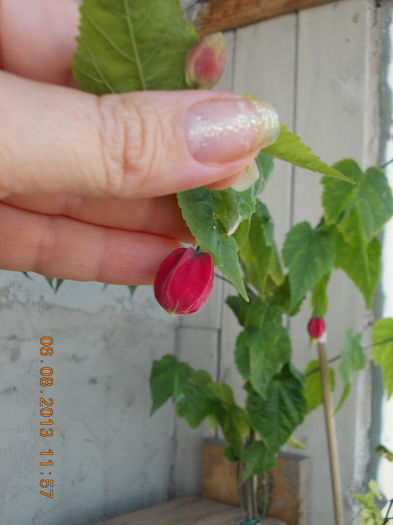 6 august 2013-flori 090