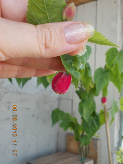 6 august 2013-flori 092 - abutilon