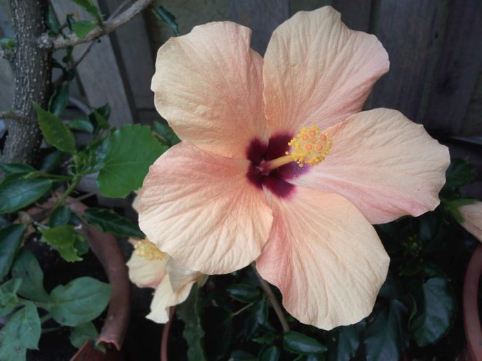 hibiscus - Gradina mea