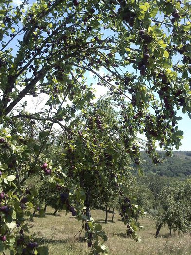 IMG229 - Gradina mea