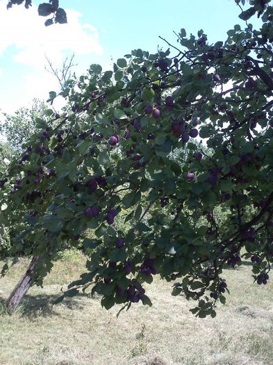 pruni; livada
