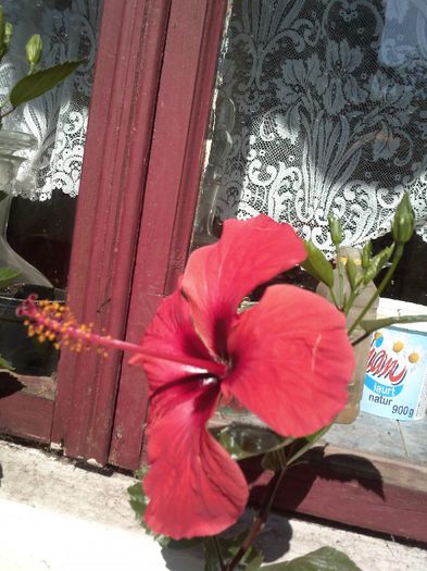 hibiscus; floare interior
