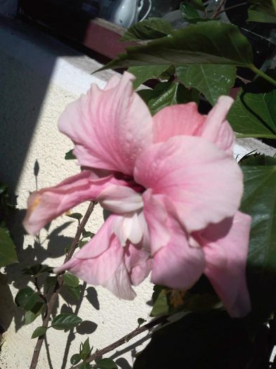 hibiscus - Gradina mea