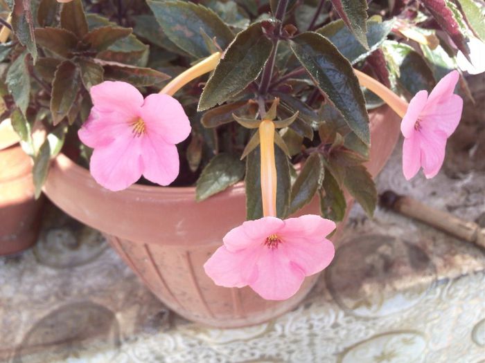 achimenes - Gradina mea