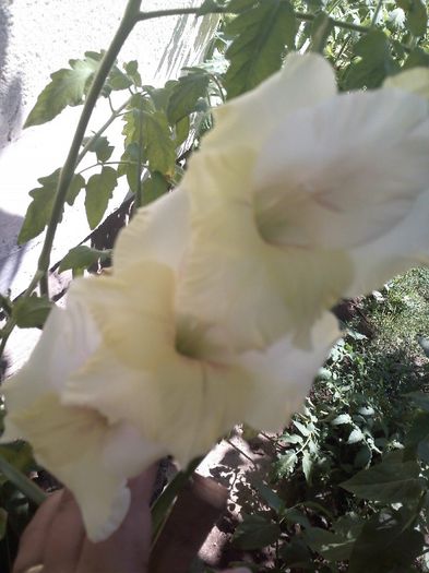 IMG256 - Gradina mea