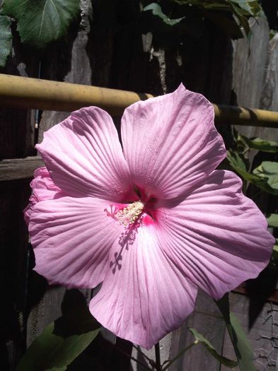 IMG257 - Gradina mea