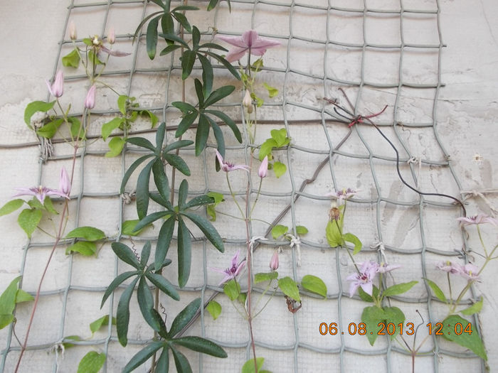 clematis dr.ruppel+passiflora c.