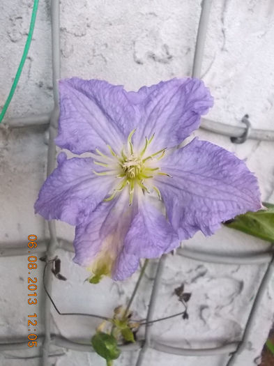 6 august 2013-flori 147 - clematite