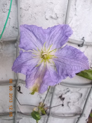 clematis jackmanii