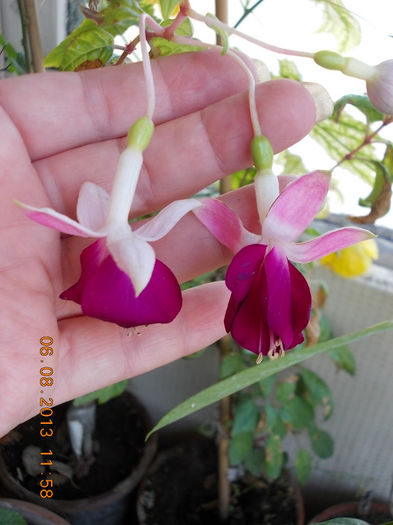 6 august 2013-flori 093 - fuchsia