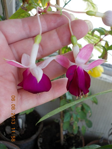 6 august 2013-flori 094 - fuchsia