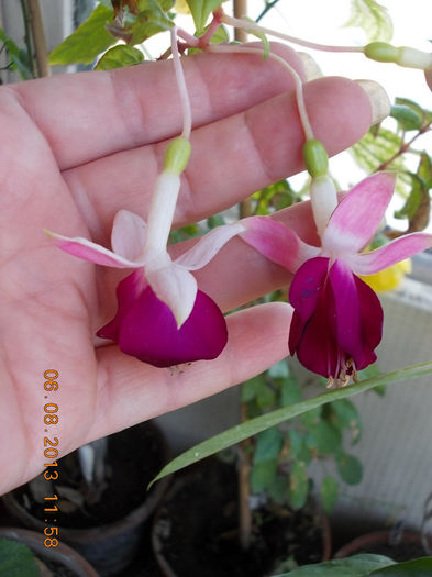 6 august 2013-flori 095 - fuchsia