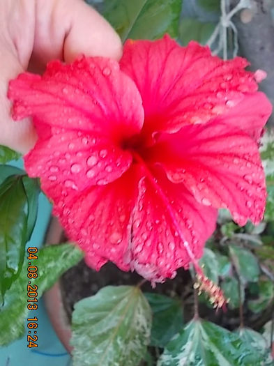 6 august 2013-flori 006 - hibiscus -1