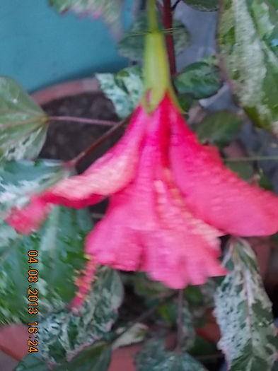 6 august 2013-flori 012 - hibiscus -1