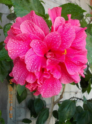6 august 2013-flori 034 - hibiscus -1