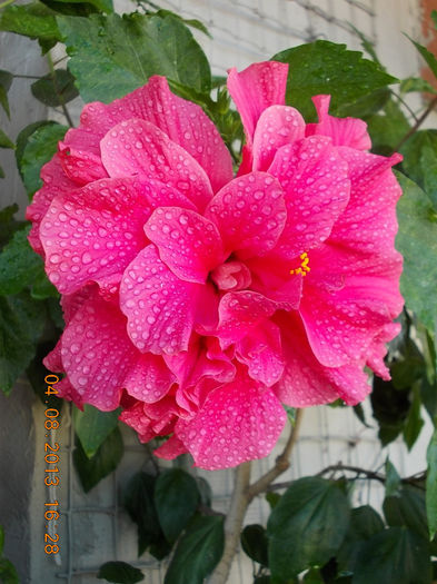 hibi ciclam batut - hibiscus -1