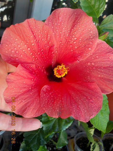 hibi rosu corai - hibiscus -1